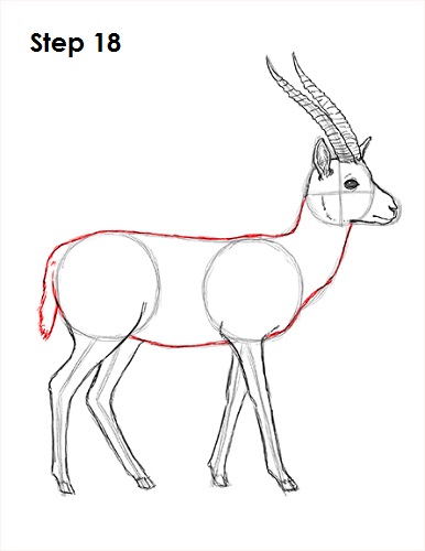 Draw Gazelle 18