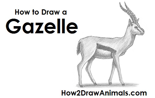 Gazelle Drawing Draw Gazelle