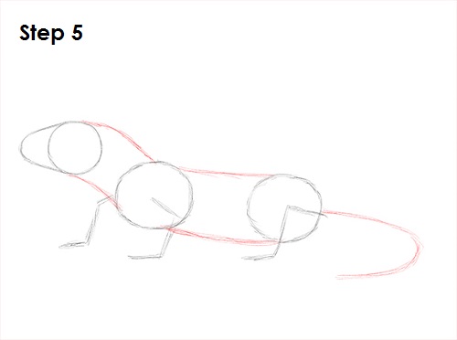 Gecko Drawing 5 Draw Gecko Lizard 5
