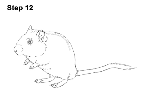 How to Draw a Mongolian Gerbil Standing 12
