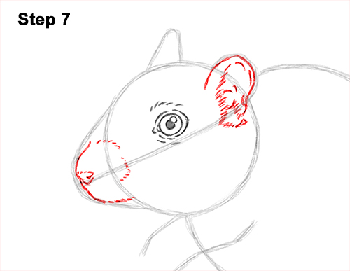 How to Draw a Mongolian Gerbil Standing 7