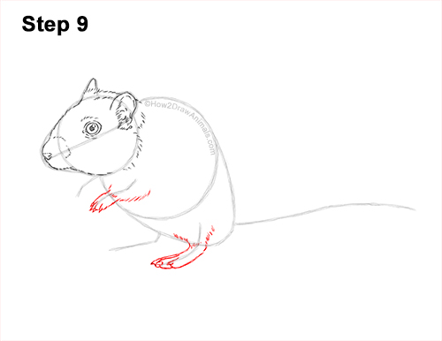 How to Draw a Mongolian Gerbil Standing 9