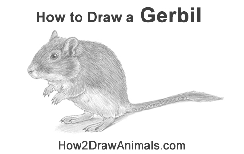 How to Draw a Mongolian Gerbil Standing
