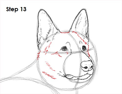 German Shepherd Drawing 13 Draw German Shepherd Dog 13