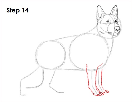 German Shepherd Drawing 14 Draw German Shepherd Dog 14