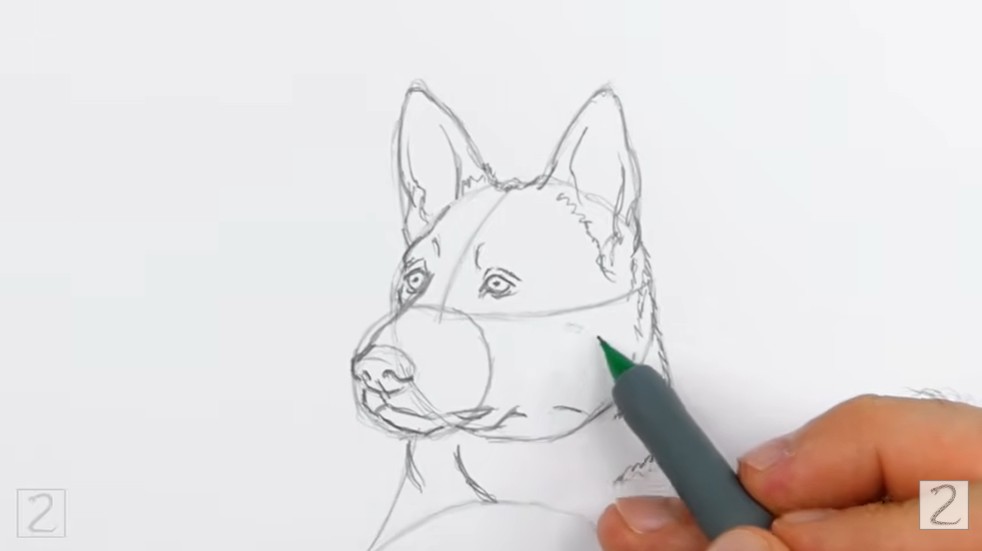 How to Draw German Shepherd Limbs and Torso