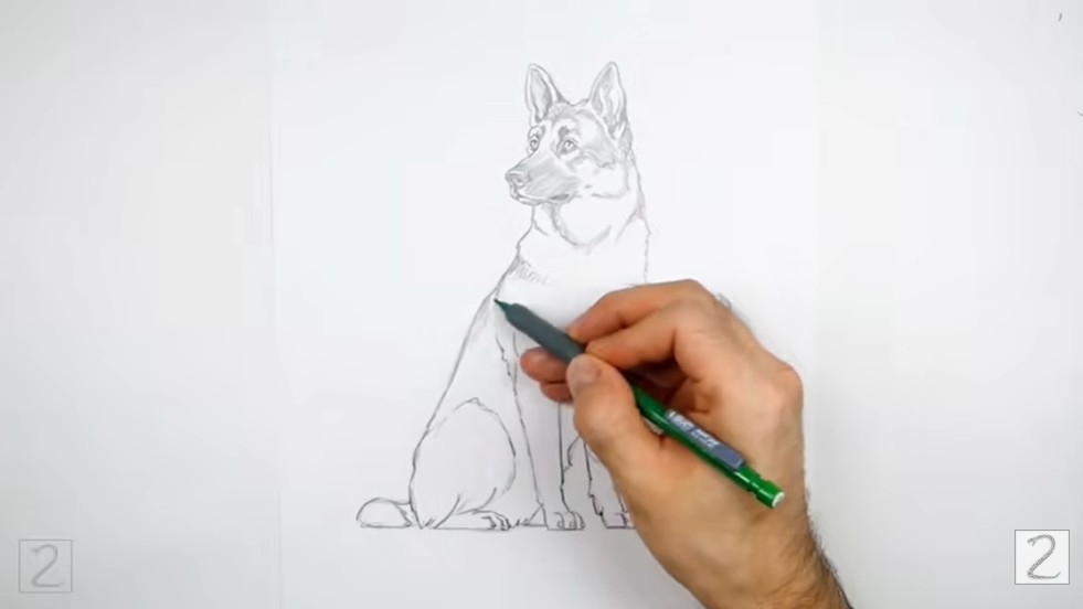How to Draw German Shepherd Ears and Head