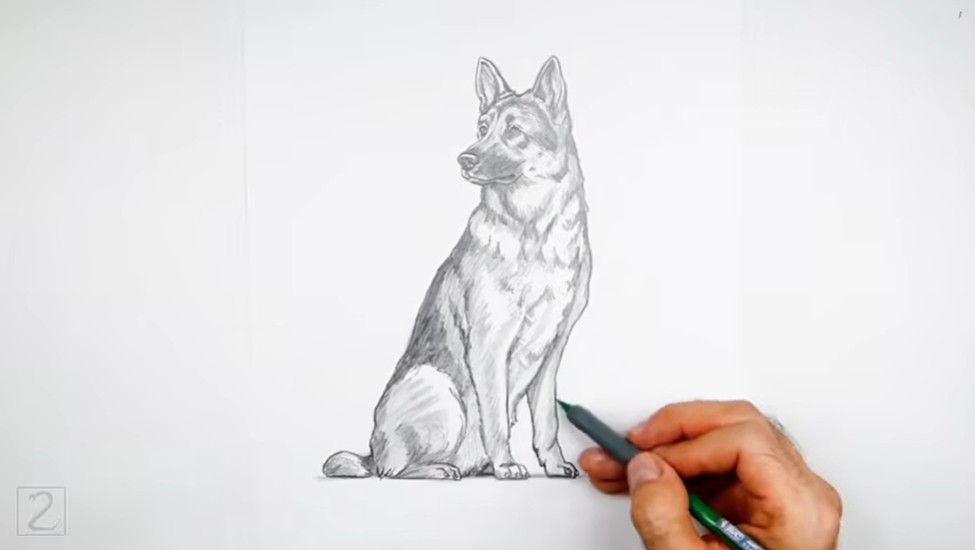 How to Draw German Shepherd Legs and Paws