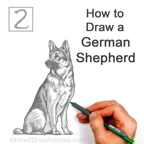 How to Draw German Shepherd Final Body and Tail