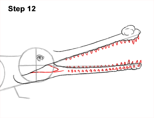 How to Draw a Gharial Gavial Crocodile 12