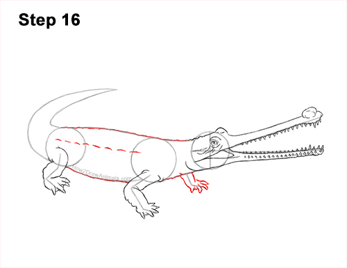 How to Draw a Gharial Gavial Crocodile 16