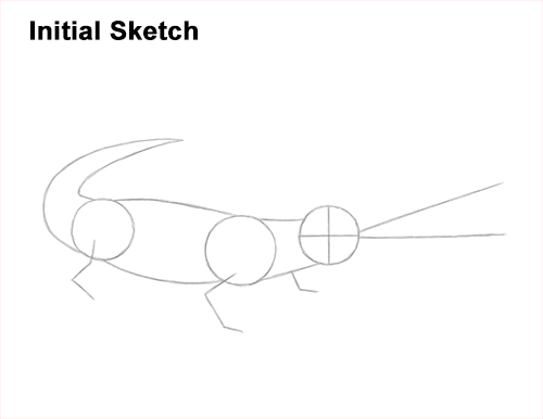 How to Draw a Gharial Gavial Crocodile Guides Lines