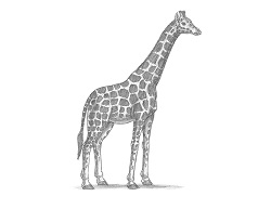 How to Draw a Reticulated Giraffe Side View