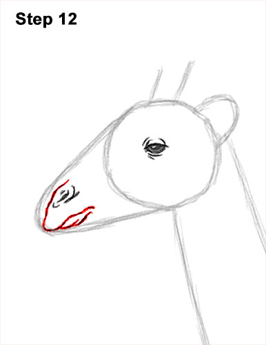 Draw a Giraffe 12 How to Draw a Reticulated Giraffe Side 12