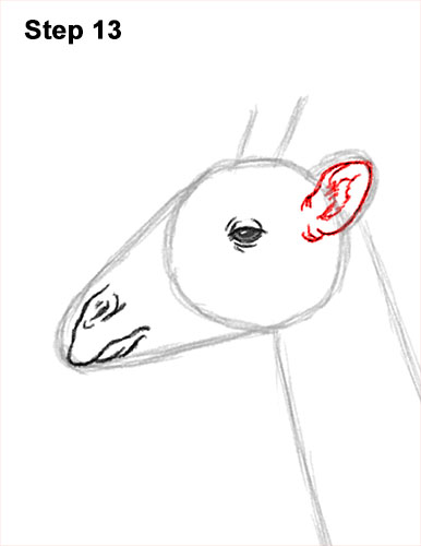 Draw a Giraffe 13 How to Draw a Reticulated Giraffe Side 13
