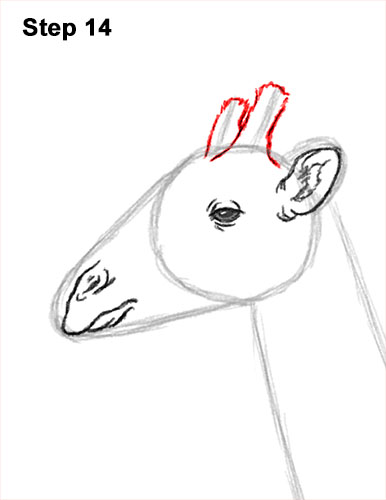 Draw a Giraffe 14 How to Draw a Reticulated Giraffe Side 14
