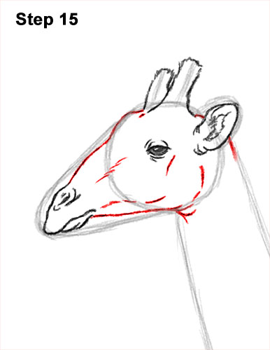 How to Draw a Reticulated Giraffe Side 15