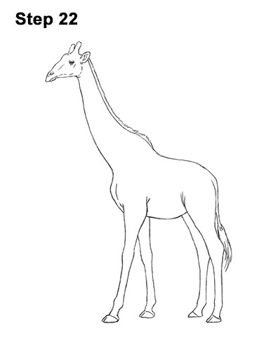 How to Draw a Reticulated Giraffe Side 22