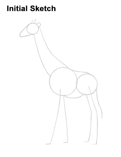 Draw a Giraffe Guidelines How to Draw a Reticulated Giraffe Side Guide Lines