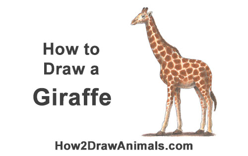 Draw a Giraffe How to Draw a Reticulated Giraffe Side Color