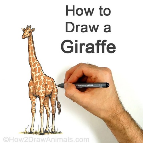 How to Draw a Giraffe