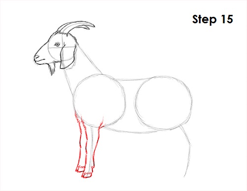 Goat Drawing 15 Draw Goat 15