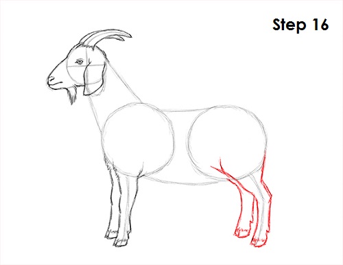 Goat Drawing 16 Draw Goat 16