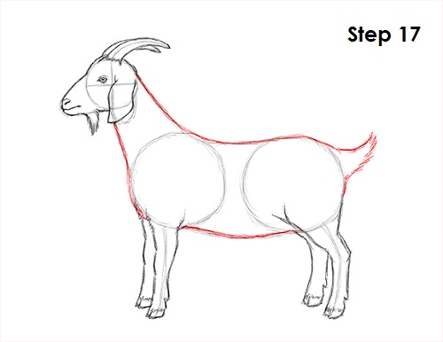 Goat Drawing 17 Draw Goat 17