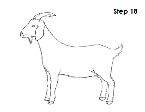 Goat Drawing 18 Draw Goat 18