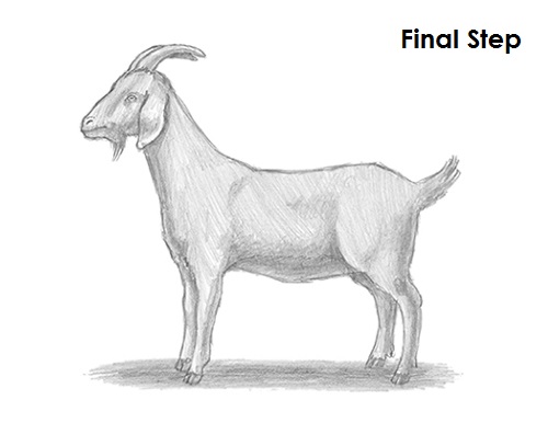 Goat Drawing Final Draw Goat Final