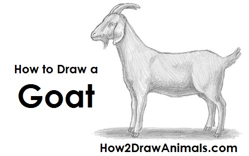 Goat Buck Drawing How to Draw a Goat Buck Side View