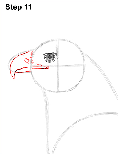 Draw Golden Eagle Bird 11