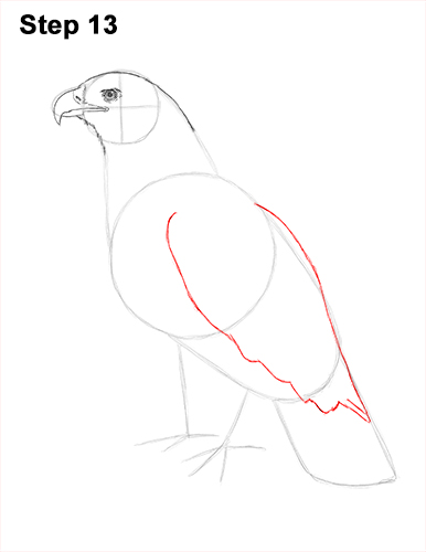 Draw Golden Eagle Bird 13