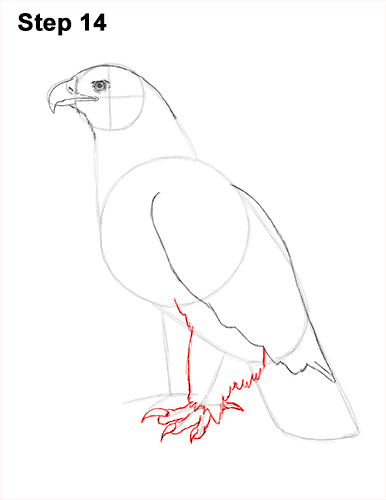 Draw Golden Eagle Bird 14