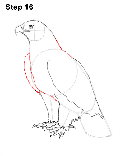 Draw Golden Eagle Bird 16