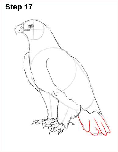 Draw Golden Eagle Bird 17