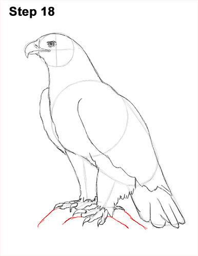 Draw Golden Eagle Bird 18