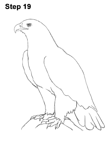 Draw Golden Eagle Bird 19