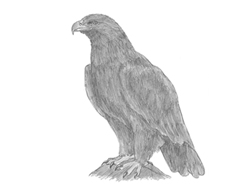 How to Draw a Golden Eagle