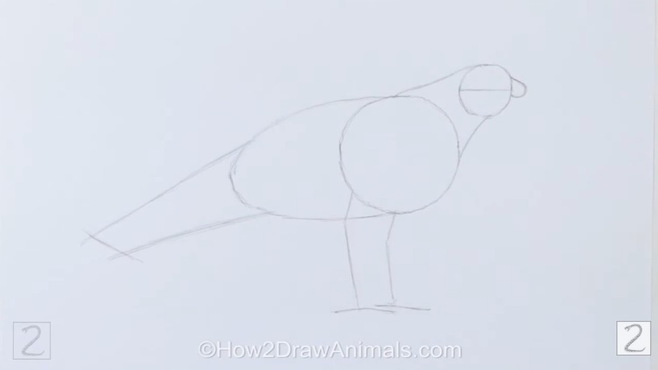 How to Draw Golden Eagle Guidelines