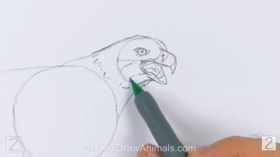 How to Draw Golden Eagle Beak and Neck Guides
