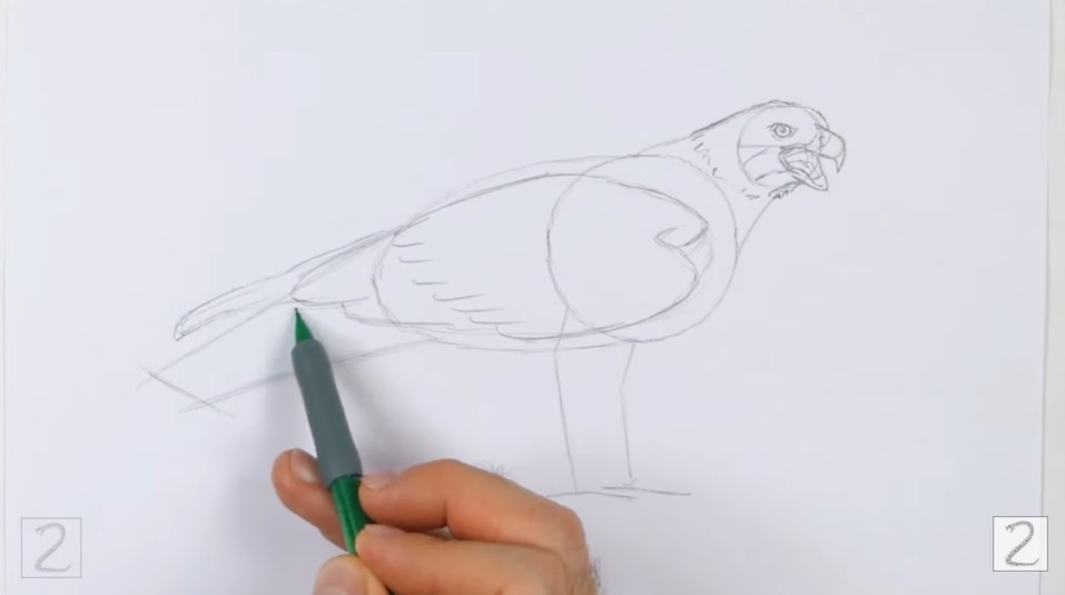 How to Draw Golden Eagle Legs and Tail Guides