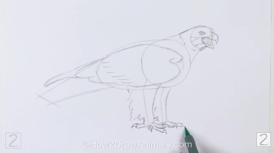 How to Draw Golden Eagle Eye Details