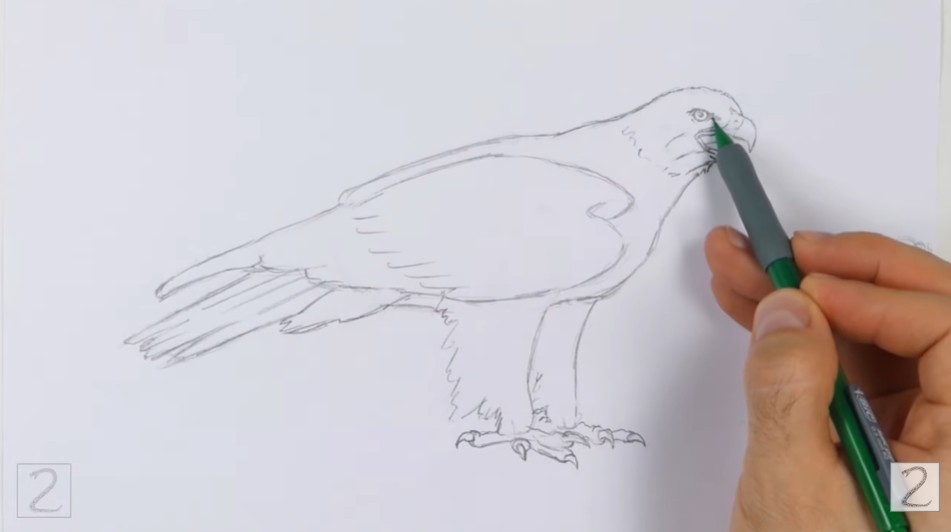 How to Draw Golden Eagle Head and Neck Feathers
