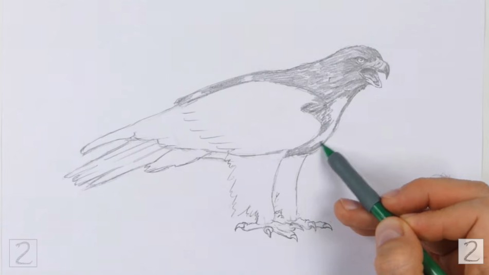 How to Draw Golden Eagle Wing
