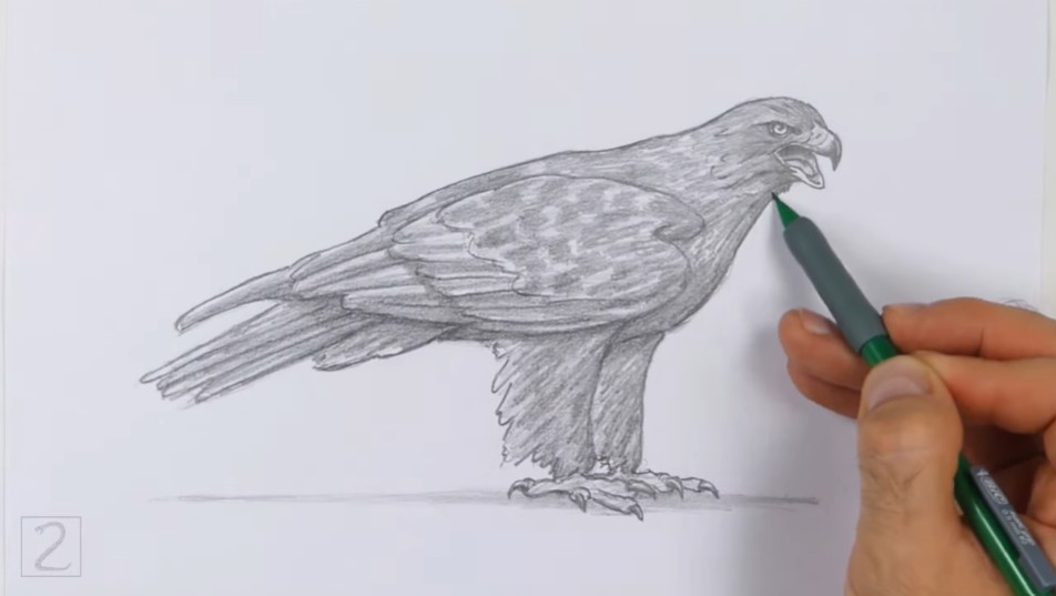 How to Draw Golden Eagle First Leg and Talons