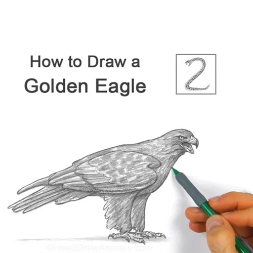 How to Draw Golden Eagle Final Shading