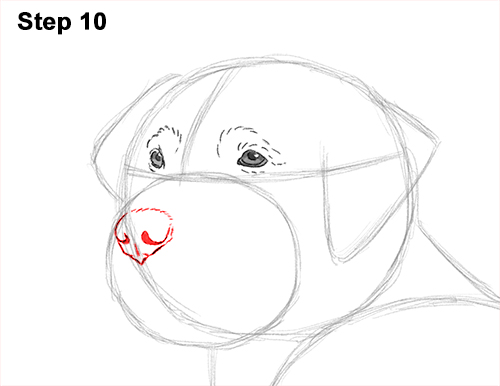 How to Draw a Golden Retriever Dog 10