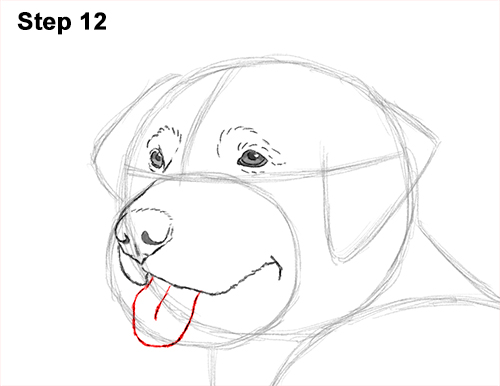 How to Draw a Golden Retriever Dog 12