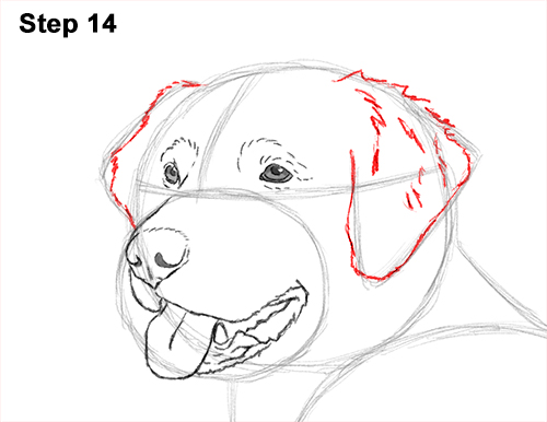How to Draw a Golden Retriever Dog 14
